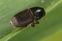 Scolytus