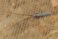 Calamobius filum