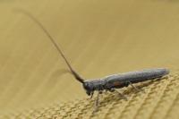 Calamobius filum