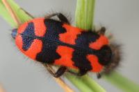Trichodes alvearius