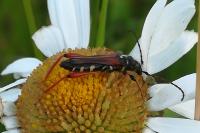 Stenopterus rufus