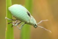 Polydrusus planifrons