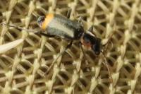 Axinotarsus pulicarius