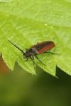 Omalisus fontisbellaquei