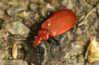 Pyrochroa serraticornis