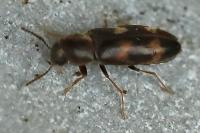 Abdera biflexuosa