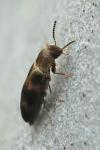 Abdera biflexuosa
