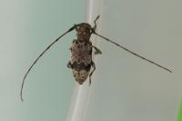 Leiopus