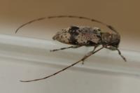 Leiopus