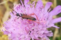 Stenopterus rufus