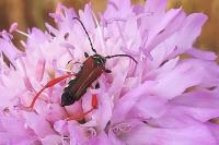 Stenopterus rufus