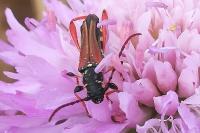 Stenopterus rufus