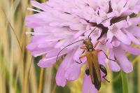 Oedemera podagrariae