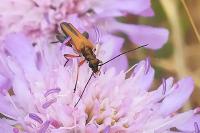Oedemera podagrariae