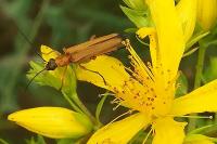 Oedemera podagrariae
