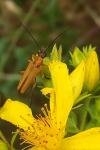 Oedemera podagrariae