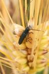 Agapanthia