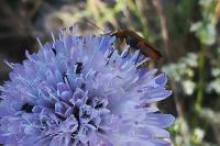 Oedemera podagrariae