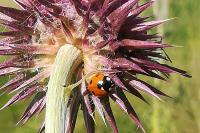 Coccinella septempunctata