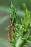 Agapanthia dahli