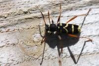 Clytus arietis