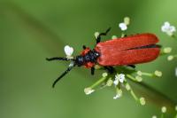 Lygistopterus sanguineus
