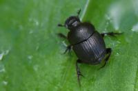 Onthophagus joannae