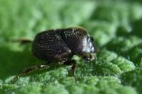 Onthophagus joannae