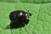 Onthophagus joannae