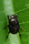 Onthophagus joannae