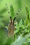 Agapanthia dahli