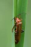 Cantharis livida