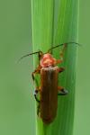 Cantharis livida