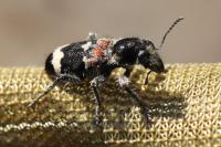 Clerus mutillarius