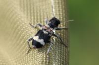 Clerus mutillarius