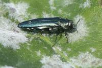 Agrilus biguttatus