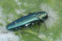 Agrilus biguttatus