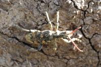 Rhagium sycophanta
