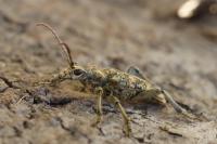 Rhagium sycophanta