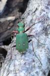 Cicindela campestris