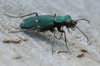 Cicindela campestris