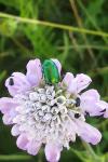 Cryptocephalus