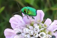 Cryptocephalus