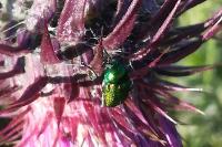 Cryptocephalus