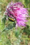 Cryptocephalus