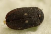 Attagenus pellio