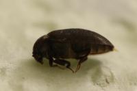 Attagenus pellio