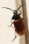 Pseudocistela ceramboides