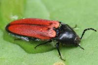 Ampedus