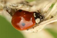 Adalia bipunctata
